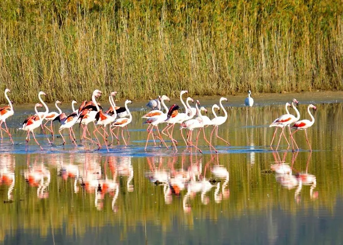 Oda ve Kahvaltı Ajo' A Mulinu